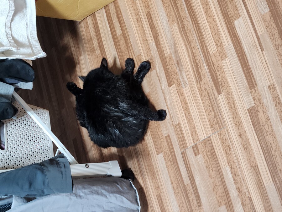 날도 덥고 미친척 고양이 자랑질.._2.jpg