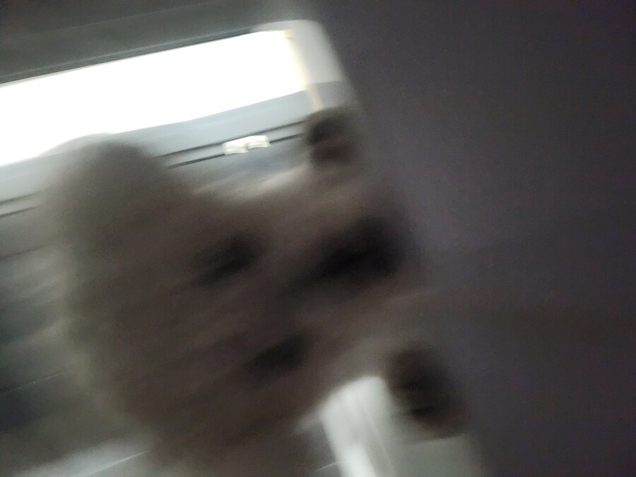 강아지하고 숨바꼭질은 쉽지않군_1.jpg