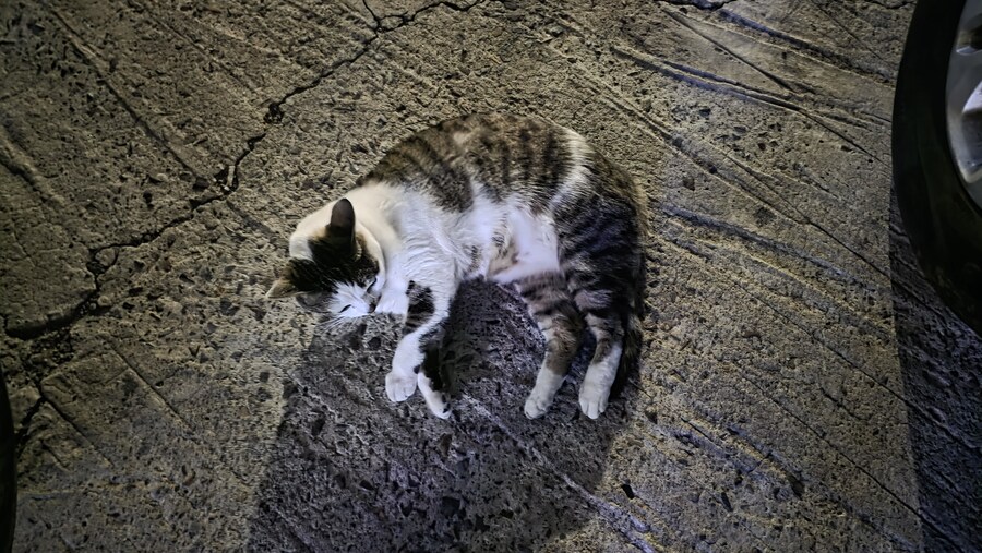길고양이 이놈 뭐냐 ㅋㅋㅋㅋㅋ 왜 안움직임 ㅋㅋㅋㅋㅋ_4.jpg