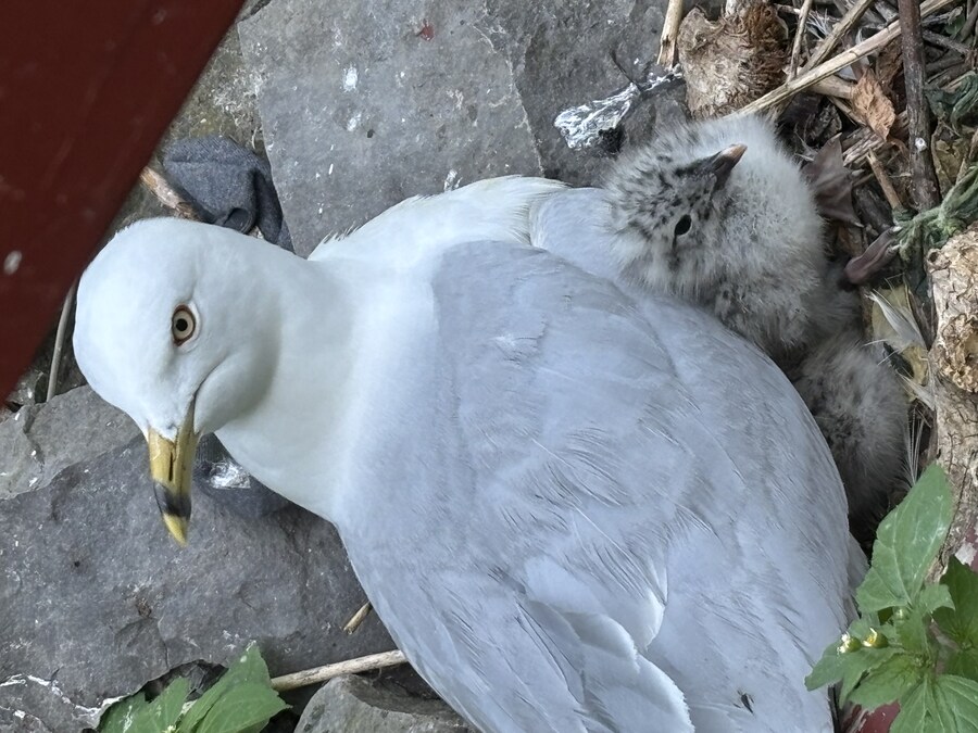 스압) 나이아가라 폭포, 토론토 여행_4.jpg