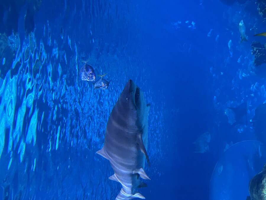 스압) 나이아가라 폭포, 토론토 여행_63.jpg