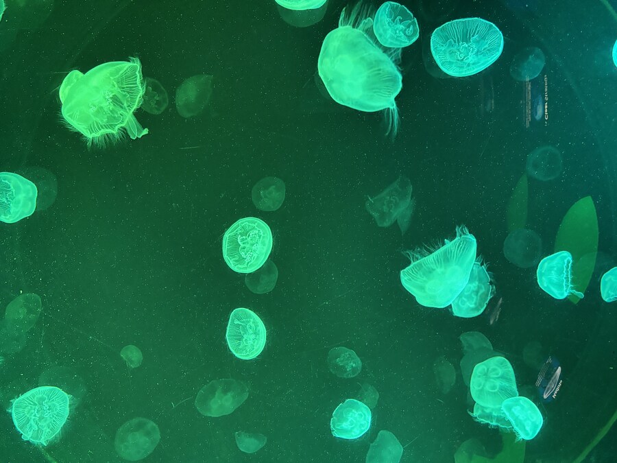 스압) 나이아가라 폭포, 토론토 여행_64.jpg