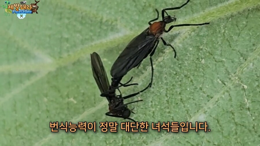 참새가 러브버그 먹는지 직접 확인해본 유튜버_9.jpg