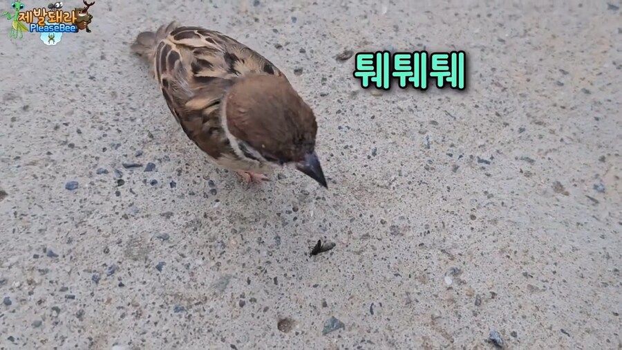 참새가 러브버그 먹는지 직접 확인해본 유튜버_18.jpg