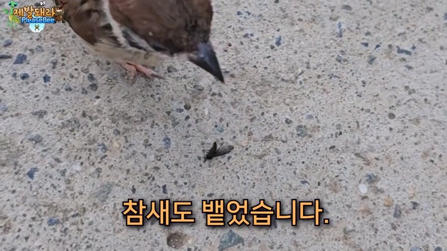 참새가 러브버그 먹는지 직접 확인해본 유튜버_19.jpg