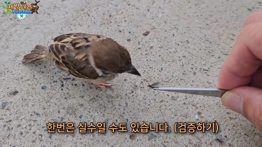참새가 러브버그 먹는지 직접 확인해본 유튜버_20.jpg