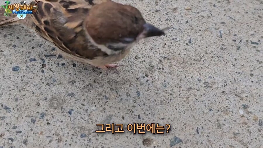 참새가 러브버그 먹는지 직접 확인해본 유튜버_21.jpg