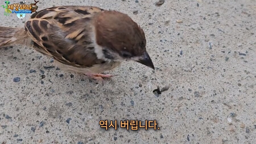 참새가 러브버그 먹는지 직접 확인해본 유튜버_22.jpg