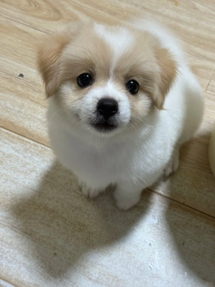 오늘 발견한 귀여운 바둑이.jpg_1.jpg