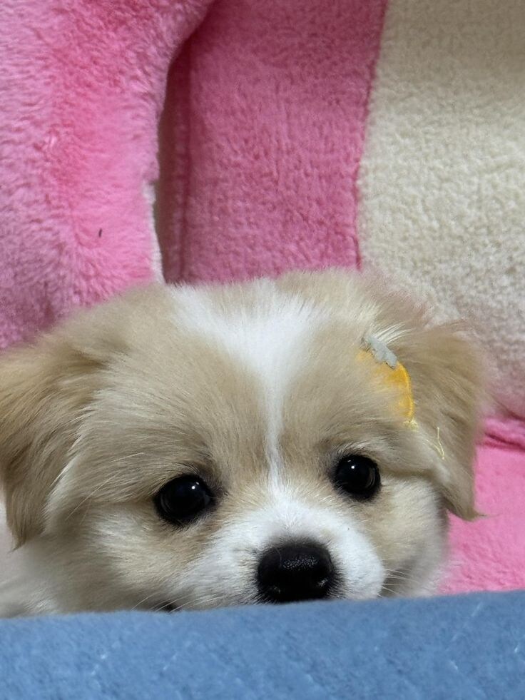 오늘 발견한 귀여운 바둑이.jpg_3.jpg