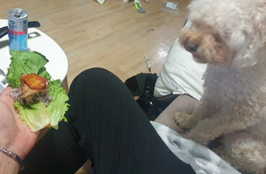 낯을 많이 가리던 강아지의 변화_3.jpg