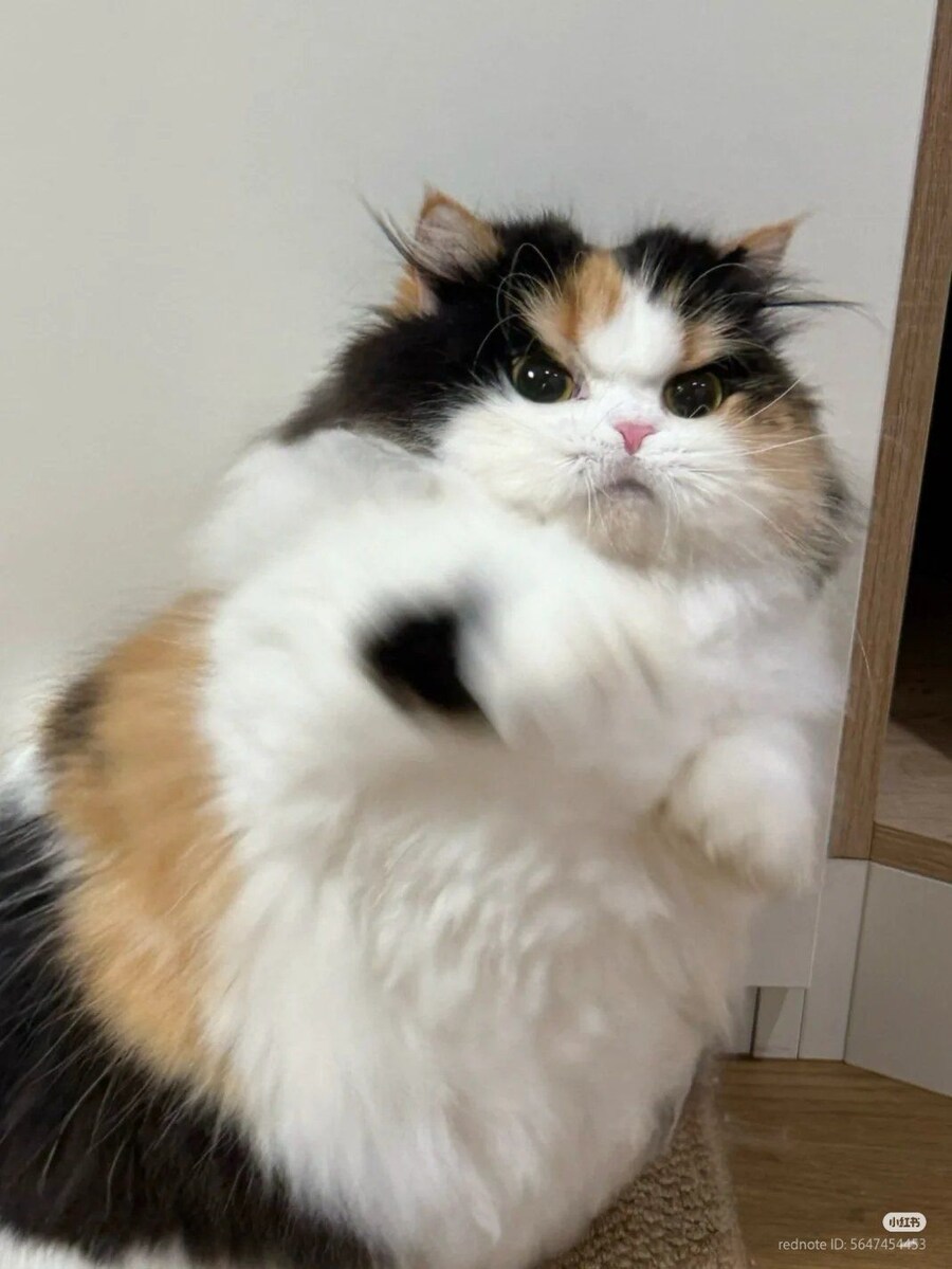 삼색 고양이, 폭행 후 체포 그리고 이송🔗🐈🚨_1.jpg