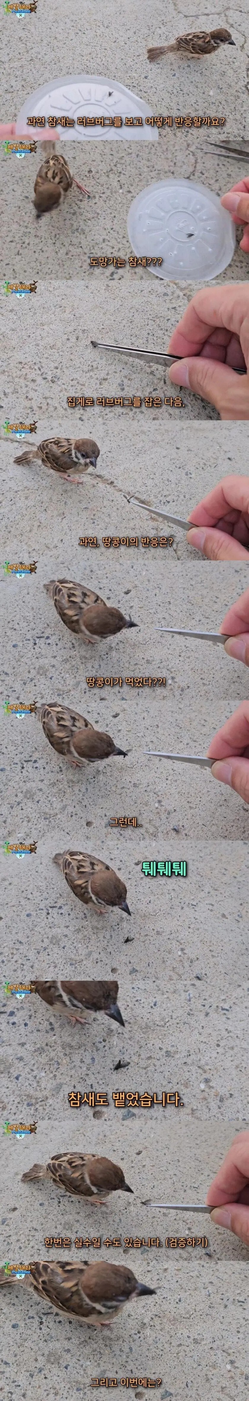 참새는 정말 러브버그를 먹을까? 실험_3.jpg