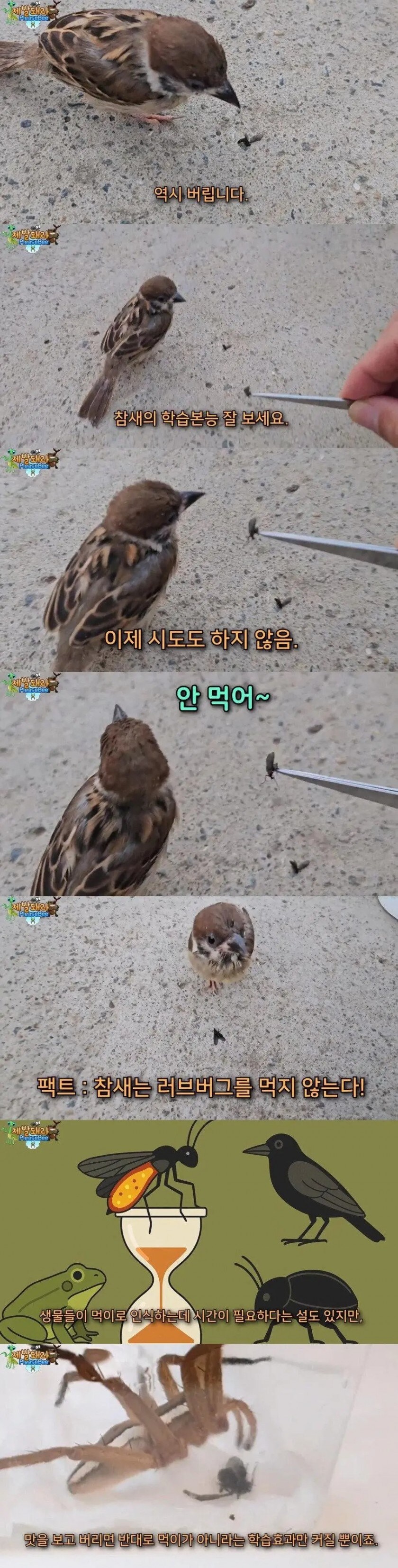 참새는 정말 러브버그를 먹을까? 실험_4.jpg