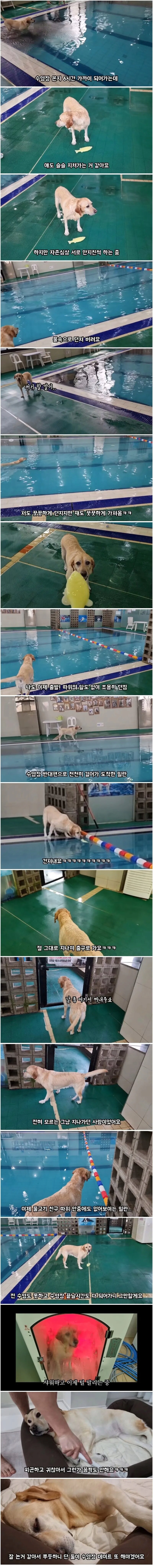 리트리버랑 6시간 놀아주기_1.png