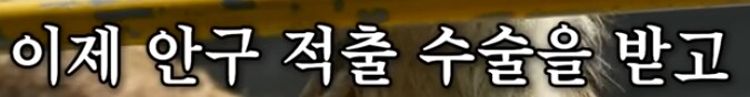 버려진 동물 구조해서 연 동물원의 수입_15.png