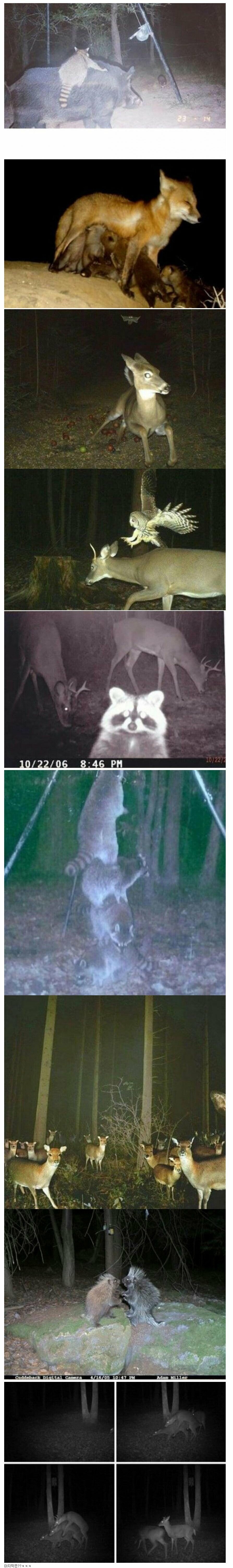 숲에 CCTV를 설치해보았다 후기.jpg_1.jpg