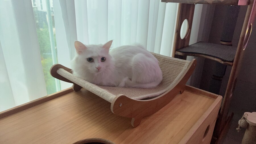 고양이에게 고마울 때_2.jpg