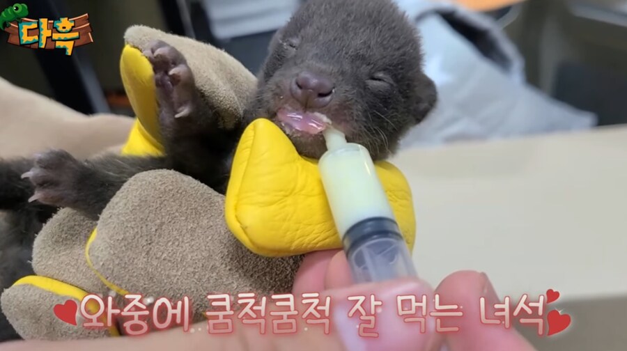 잘못 만지면 진짜 위험한 동물.jpg_6.png