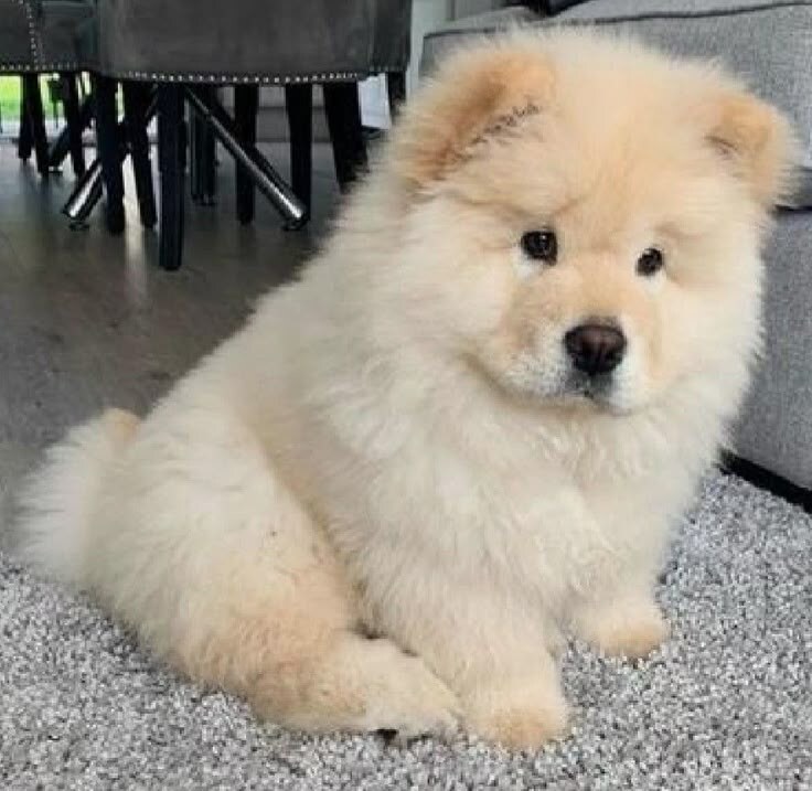 진짜 복슬복슬하게 귀여운 강아지.jpg_9.jpg