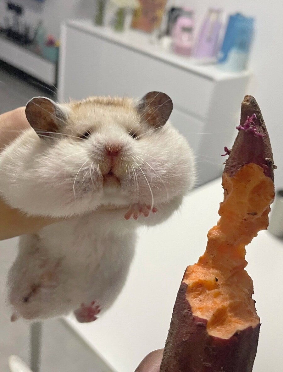 고구마도둑_2.jpg