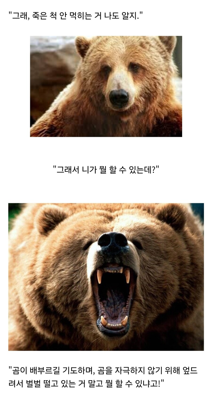 곰을 보면 죽은척 해야 하는 이유_1.jpg