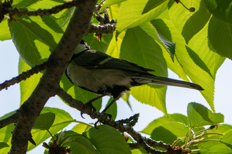 5월, 인천 해안 갯벌 탐조_2.jpg