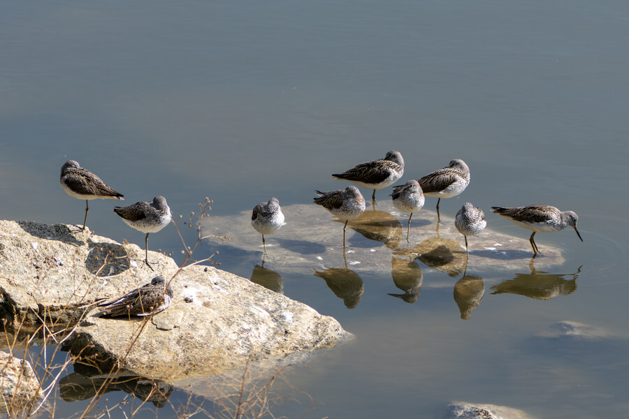 5월, 인천 해안 갯벌 탐조_7.jpg