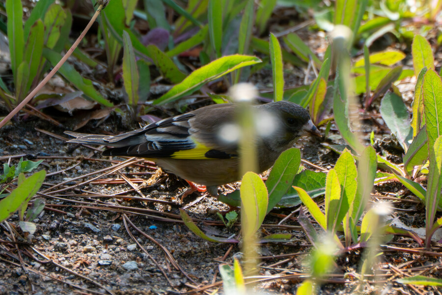 5월, 인천 해안 갯벌 탐조_9.jpg