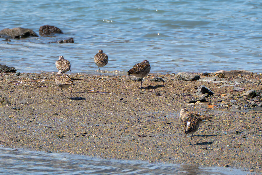 5월, 인천 해안 갯벌 탐조_17.jpg