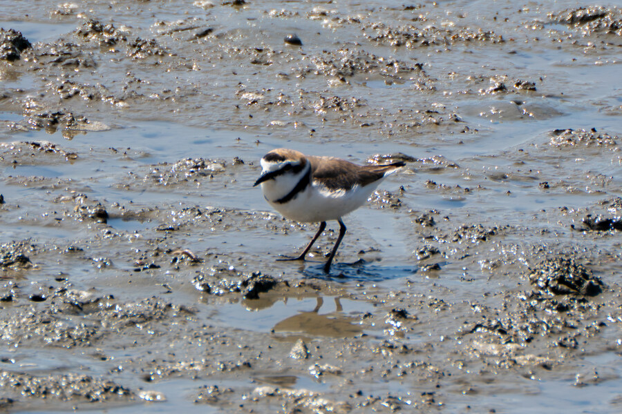 5월, 인천 해안 갯벌 탐조_22.jpg