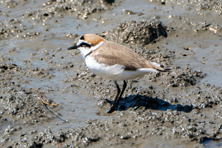 5월, 인천 해안 갯벌 탐조_23.jpg