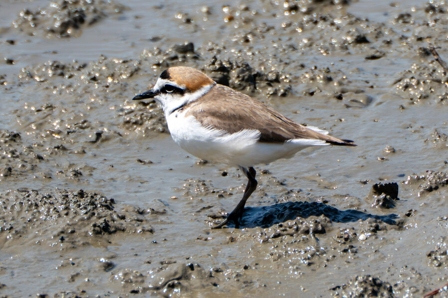 5월, 인천 해안 갯벌 탐조_24.jpg