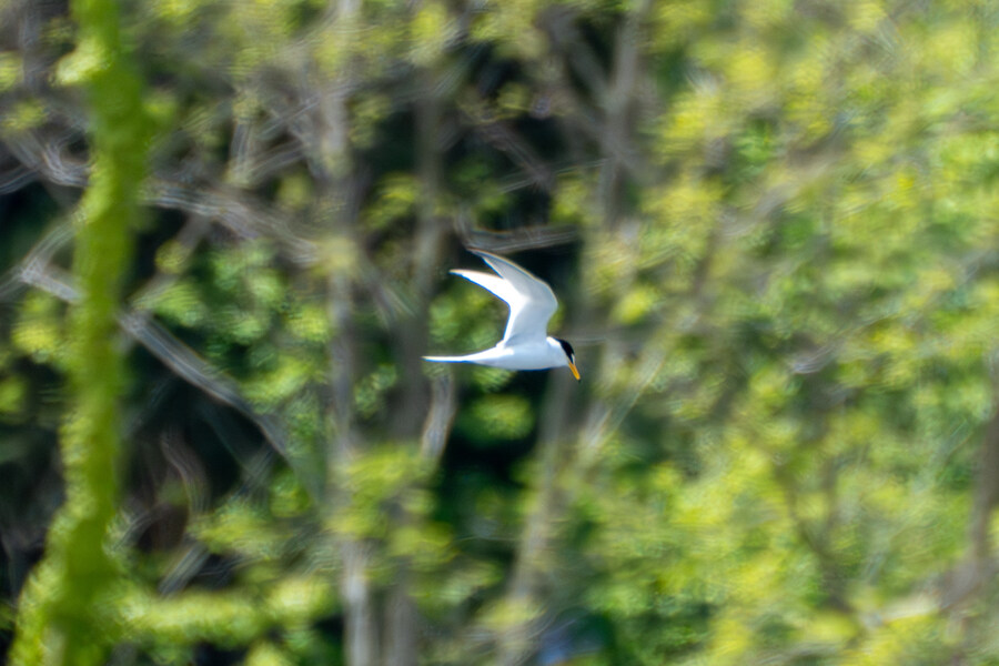 5월, 인천 해안 갯벌 탐조_37.jpg