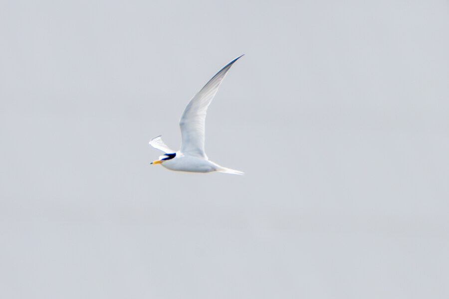 5월, 인천 해안 갯벌 탐조_48.jpg