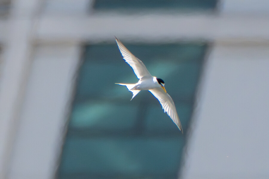 5월, 인천 해안 갯벌 탐조_50.jpg