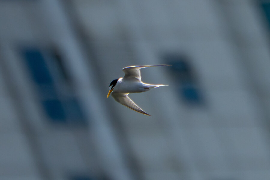 5월, 인천 해안 갯벌 탐조_51.jpg