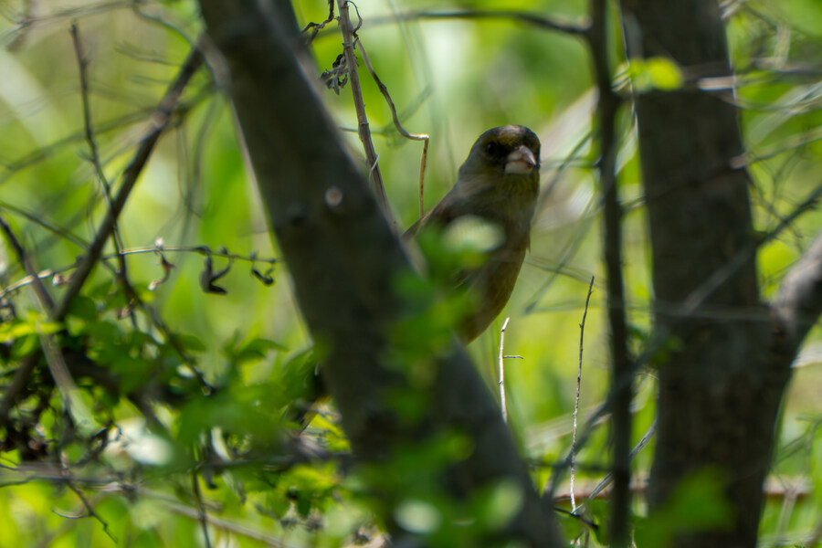 5월, 인천 해안 갯벌 탐조_54.jpg