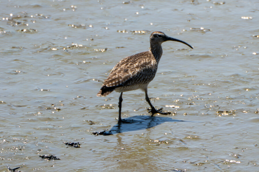 5월, 인천 해안 갯벌 탐조_59.jpg