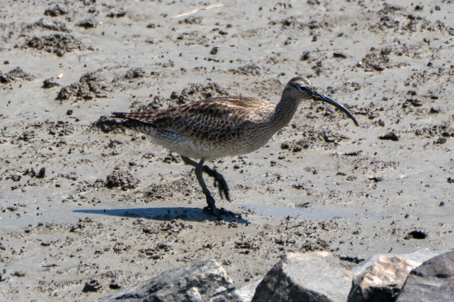 5월, 인천 해안 갯벌 탐조_67.jpg