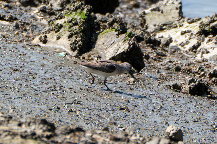 5월, 인천 해안 갯벌 탐조_79.jpg