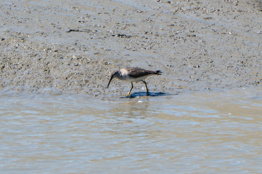 5월, 인천 해안 갯벌 탐조_81.jpg