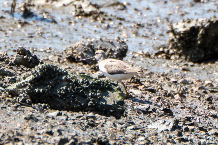 5월, 인천 해안 갯벌 탐조_86.jpg