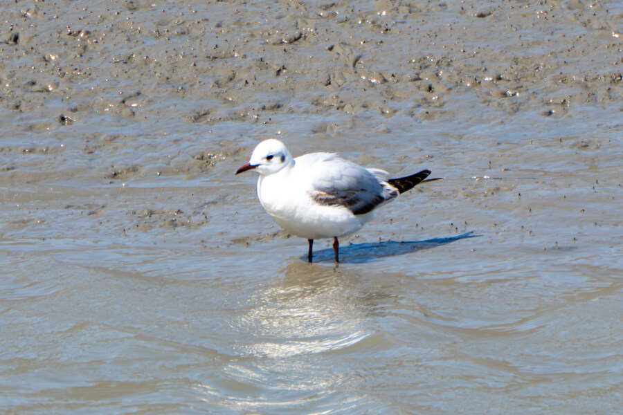 5월, 인천 해안 갯벌 탐조_89.jpg