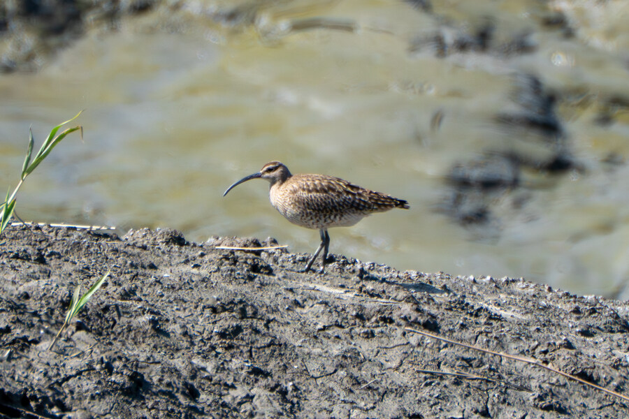 5월, 인천 해안 갯벌 탐조_91.jpg