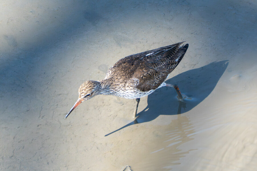 5월, 인천 해안 갯벌 탐조_97.jpg