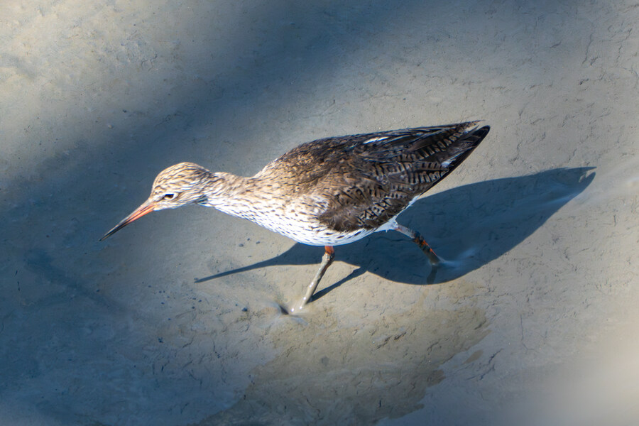 5월, 인천 해안 갯벌 탐조_99.jpg