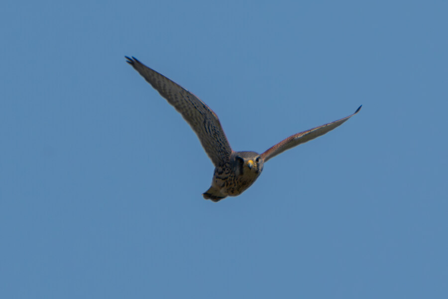 5월, 인천 해안 갯벌 탐조_101.jpg