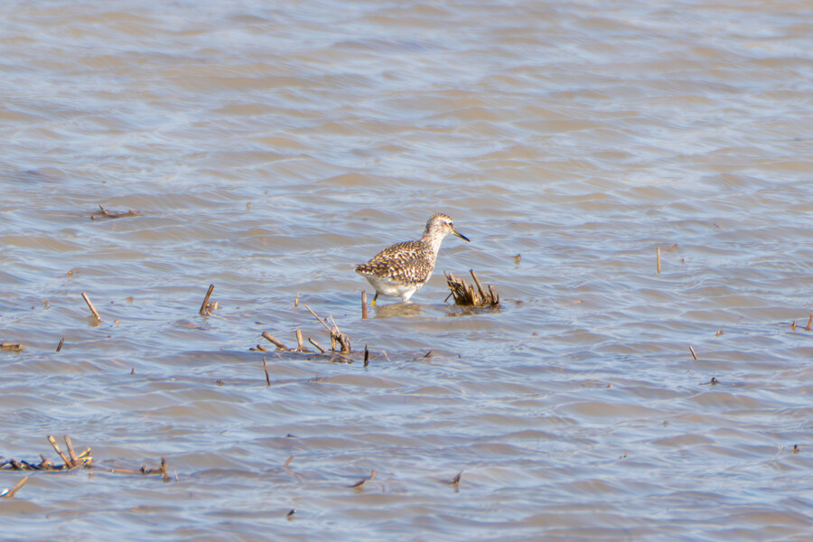 5월, 인천 해안 갯벌 탐조_107.jpg