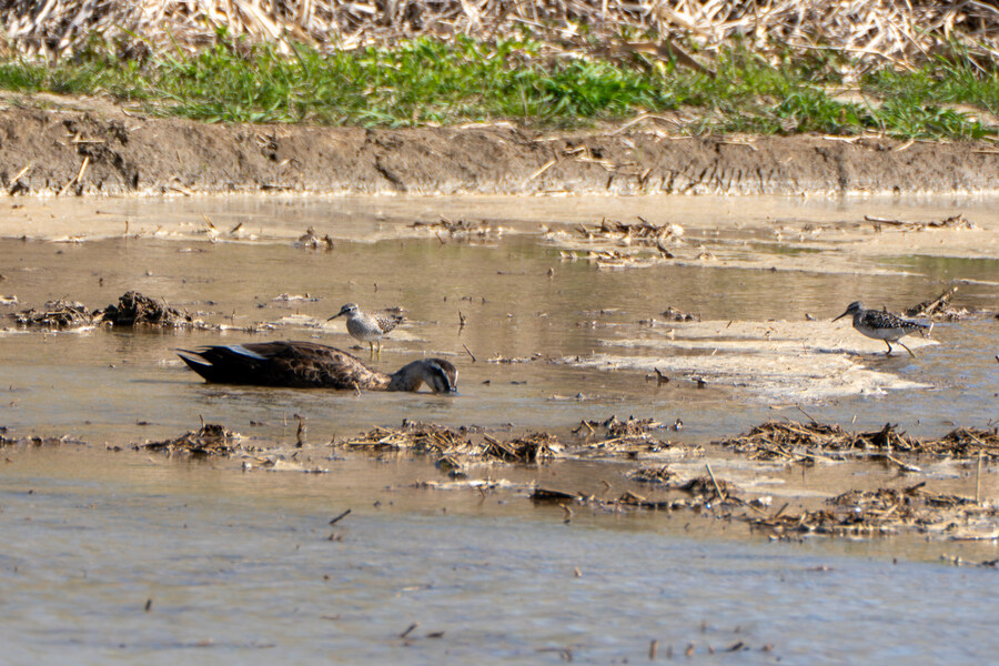 5월, 인천 해안 갯벌 탐조_108.jpg